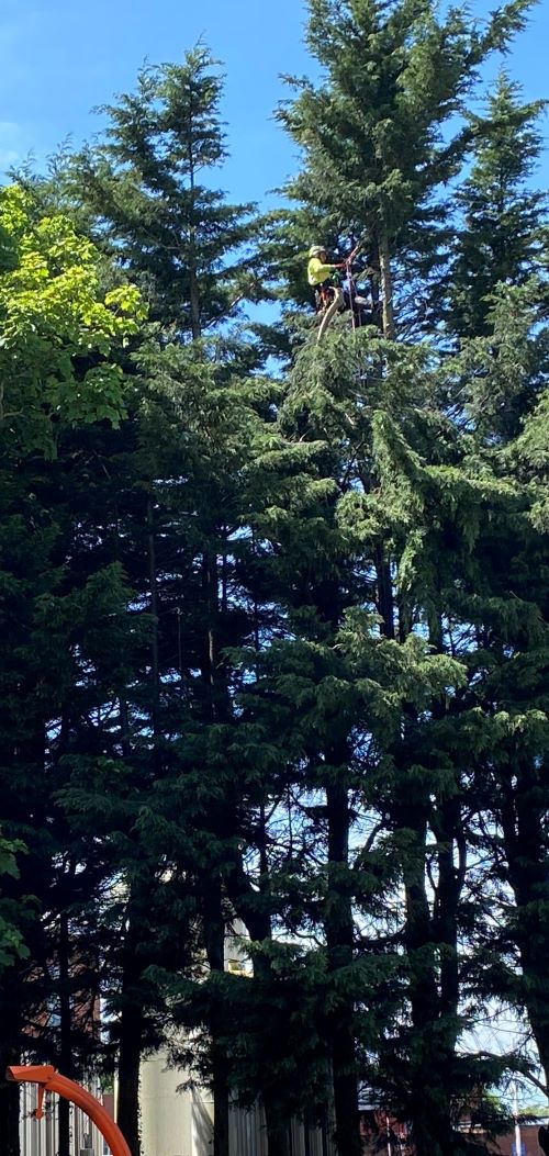 Arrowe Park Hospital - tree surgeon in tree