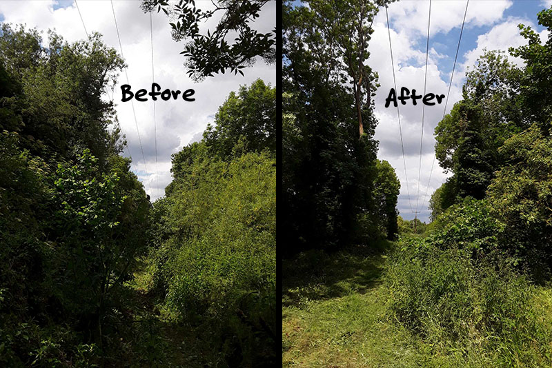 Before and after undergrowth