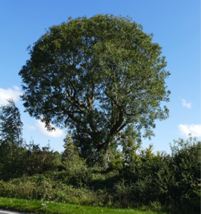 ash dieback stage 1